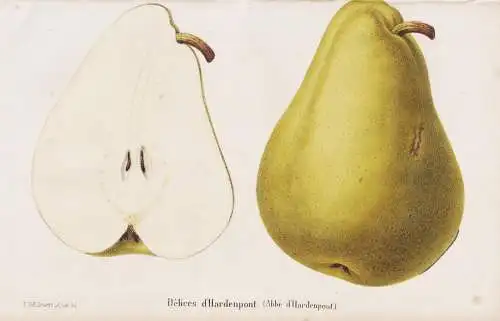 Delices d'Hardenpont - Poire Birne pear Birnbaum Birnen / Obst fruit / Pomologie pomology / Pflanze Planzen pl