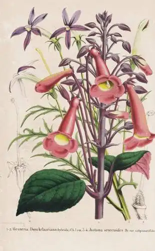 Gesneria Donckelaariana - Jsotoma senecioides - Gloxinia / flower Blume flowers Blumen / Pflanze Planzen plant
