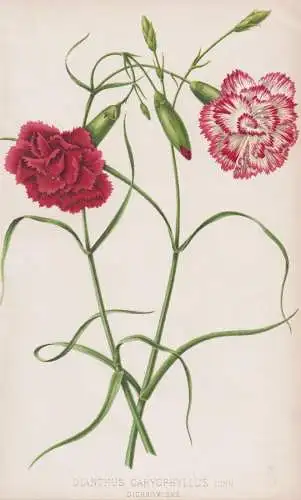 Dianthus caryophyllus - Landnelke Nelke carnation clove pink / flower Blume flowers Blumen / Pflanze Planzen p
