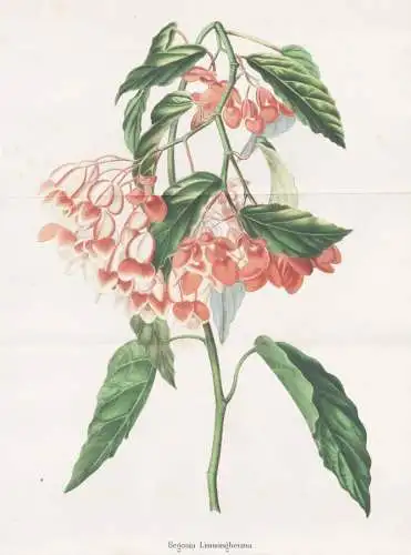 Begonia Limmingheiana - Begonie / flower Blume flowers Blumen / Pflanze Planzen plant plants / botanical Botan