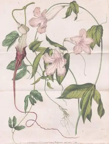 Aristolochia Macroura Gom - Pfeifenblumen pipevine Pfeifenwinden / flower Blume flowers Blumen / Pflanze Planz