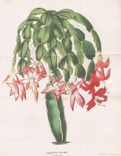 Epiphyllum truncatum - Schlumbergera truncata Kakteen Kaktus cactus / Brazil Brasil Brasilien / flower Blume f