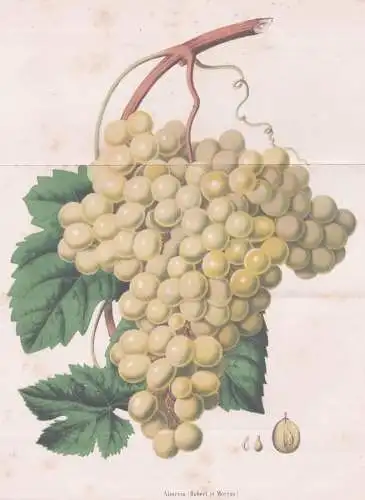 Almeria (Robert et Moreau) - Wein wine grapes Weintrauben Trauben / Obst fruit / Pomologie pomology / Pflanze
