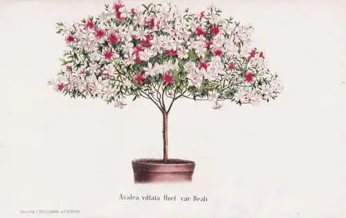 Azalea vittata Hort. var. Beali - China / Azalea Rhododendron Rhododendren / flower Blume flowers Blumen / Pfl