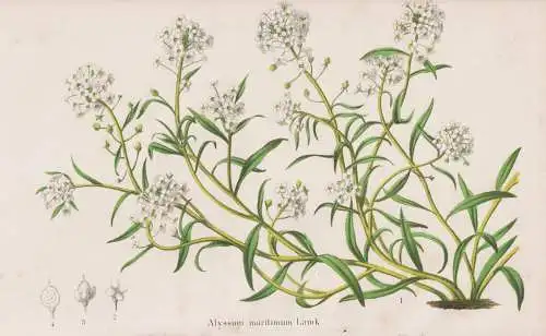 Alyssum maritimum - Strand-Silberkraut sweet alison Steinkraut Duftsteinrich / flower Blume flowers Blumen / P