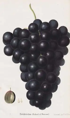 Fredericton (Robert et Moreau) - Wein wine grapes Weintrauben Trauben / Obst fruit / Pomologie pomology / Pfla