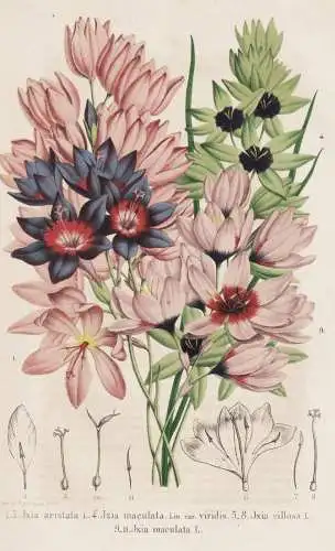 Ixia aristata - Ixia Maculata - Ixia villosa - Ixie Klebschwertel Mistelblume corn lily Lilie / South Africa S