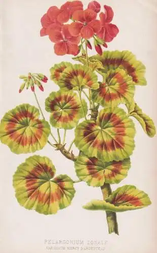 Pelargonium Zonale - Geranie geranium Pelargonien / flower Blume flowers Blumen / Pflanze Planzen plant plants