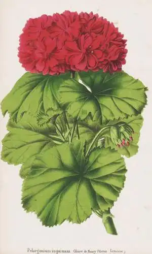 Pelargonium inquinans - Geranie geranium Pelargonien / flower Blume flowers Blumen / Pflanze Planzen plant pla