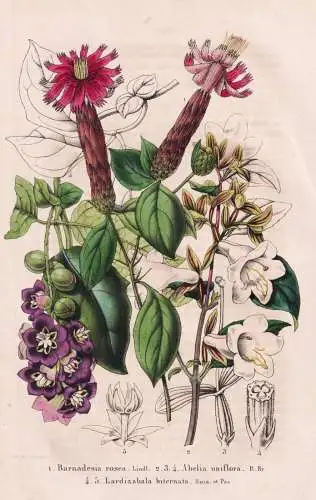 Barnadesia rosea - Abelia uniflora - Lardizabala biternata -  Chile South America Südamerika / Abelien China