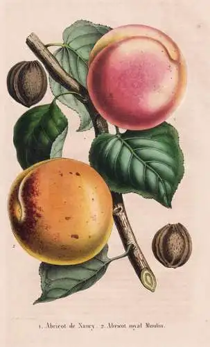 Abricot de Nancy - Abricot royal Moulin - Aprikose Marille apricot / Obst fruit / Pomologie pomology / Pflanze