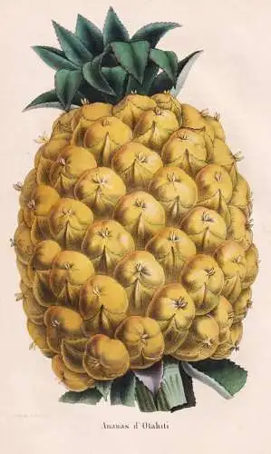 Ananas d'Otahiti - pineapple Tahiti / Obst fruit / Pomologie pomology / Pflanze Planzen plant plants / botanic