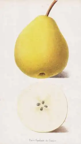 Poire Fondante du Comice - Poire Birne pear Birnbaum Birnen / Obst fruit / Pomologie pomology / Pflanze Planze