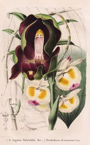 Anguloa Hohenlohii - Dendrobium devonianum - Orchidee orchid / Colombia Kolumbien East-Indies / flower Blume f