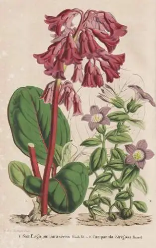 Saxifraga  purpurascens - Steinbrech / Himalaya / flower Blume flowers Blumen / Pflanze Planzen plant plants /