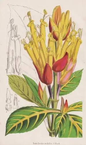 Sanchezia nobilis - Feuerfinger / South America Südamerika / flower Blume flowers Blumen / Pflanze Planzen pl