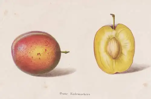 Prunes Rademaekers - Prunus Pflaume Zwetschge plum Pflaumen plums / Obst fruit / Pomologie pomology / Pflanze