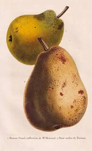 Beurre Fenzl, collection de Mr. Henrard - Poire melon de Tournai - Birne pear Birnbaum Birnen / Obst fruit / P