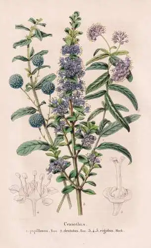 Ceanothus papillosus - dentatus - rigidus - California Kalifornien / flower Blume flowers Blumen / Pflanze Pla