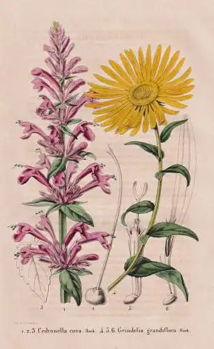 Cedronella cana - Grindelia grandiflora - New Mexico America Amerika / Texas / flower Blume flowers Blumen / P