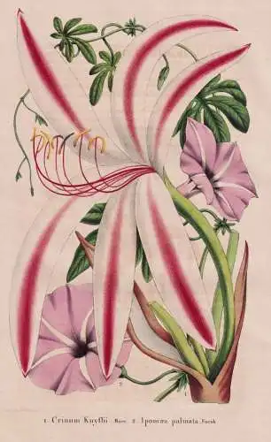 Crinum Knyffii - Ipomaea palmata - Guinea / Lilie lily / Mexico Mexiko / flower Blume flowers Blumen / Pflanze