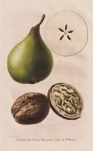 Colmar Barthelemy Dumortier - Noix De St. Michael - Birne pear Birnbaum Birnen / Obst fruit / Pomologie pomolo