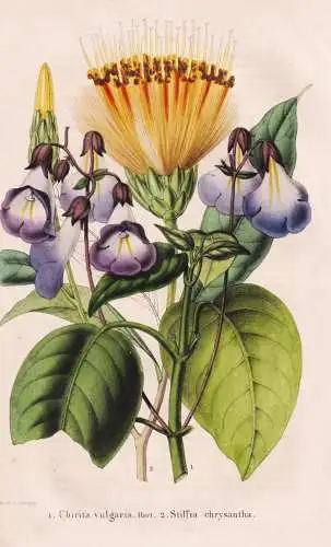 Chirita vulgaris - Stiffia chrysantha - Brazil Brasil Brasilien / flower Blume flowers Blumen / Pflanze Planze