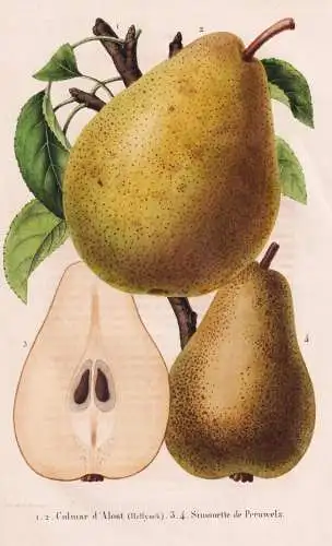 Colmar d'Alost - Simonette de Peruwelz - Poire Birne pear Birnbaum Birnen / Obst fruit / Pomologie pomology /