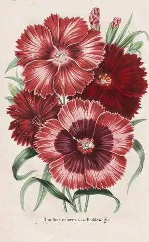 Dianthus chinensis var. Heddewegii - China / Landnelke Nelke carnation clove pink / flower Blume flowers Blume