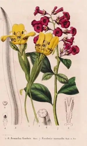 Remaclea funebris - Escalonia macrantha - Andenstrauch / flower Blume flowers Blumen / Pflanze Planzen plant p