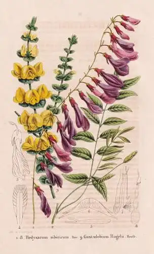 Hedysarum sibiricum - Gastrolobium Hugelii - China / flower Blume flowers Blumen / Pflanze Planzen plant plant
