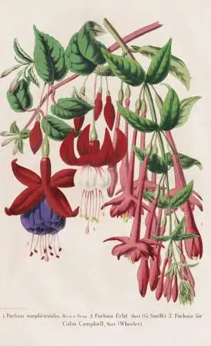 Fuchsia simplicicaulis - Fuchsia Eclat. .. - Fuchsie Fuchsien / flower Blume flowers Blumen / Pflanze Planzen