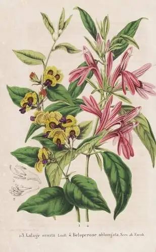 Lalage ornata - Beloperone oblongata - Australia Australien / flower Blume flowers Blumen / Pflanze Planzen pl