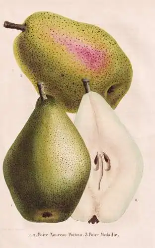 Poire nouveau Poiteau - Poire Medaille - Birne pear Birnbaum Birnen / Obst fruit / Pomologie pomology / Pflanz