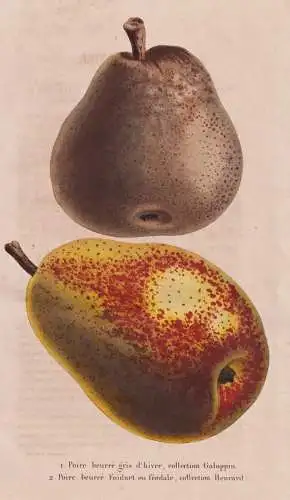 Poire beurre gris d'hiver, Collection Galopin - Birne pear Birnbaum Birnen / Obst fruit / Pomologie pomology /
