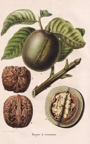 Noyer a cavernes - Nuss Walnuss walnut nut / Pflanze Planzen plant plants / botanical Botanik botany