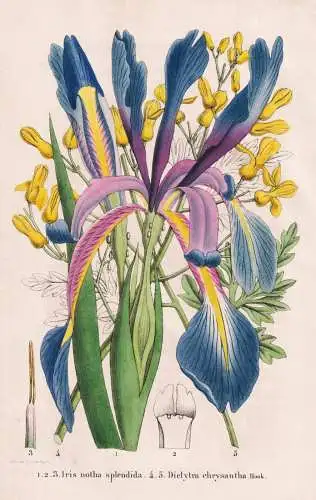 Iris notha splendida - Dielytra chrysantha - Schwertlilie / Ehrendorferia chrysantha goldene Ohrentropfen / Ca