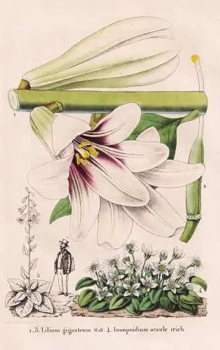 Lilium giganteum - Ionopsidium acaule reich. - lily Lilie / flower Blume flowers Blumen / Pflanze Planzen plan