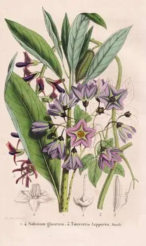 Solanum glaucum - Tourretia lappacea - Nachtschatten nightshade / Panama Guatemala Bolivia / flower Blume flow