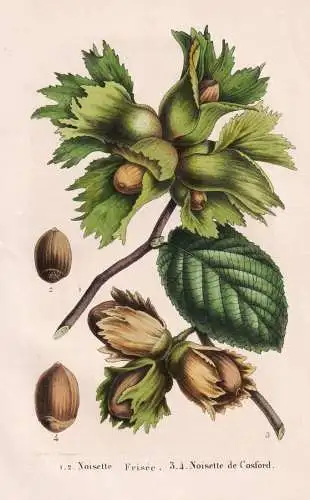 Noisette Frisee - Noisette de Cosford - Nuss Haselnuss hazelnut nut / Pflanze Planzen plant plants / botanical