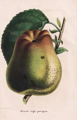 Reinette anglo-portugaise - Pomme Apfel apple apples Äpfel / Obst fruit / Pomologie pomology / Pflanze Planze