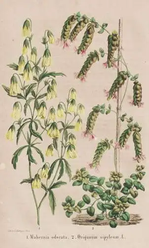 Mahernia odorata - Origanum sipyleum - flower Blume flowers Blumen / Pflanze Planzen plant plants / botanical