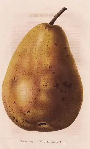 Poire une au Kilo de Pierpont - Birne pear Birnbaum Birnen / Obst fruit / Pomologie pomology / Pflanze Planzen
