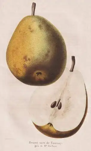 Beurre vert de Tournay - Poire Birne pear Birnbaum Birnen / Obst fruit / Pomologie pomology / Pflanze Planzen