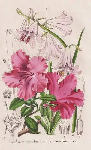 Azalea crispiflora Hook - Lilium roseum. Wall. - Rhododendron Rhododendren China / Lilie lily / flower Blume f