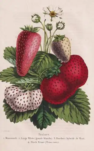 Fraises - Mammouth - Large White - ... - Erdbeere Erdbeeren strawberry strawberries / Beere berry / Obst fruit