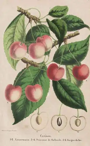 Cerises - Lauermann - Princesse de Hollande - Guigne de fer - Kirschen cherry cherries / Obst fruit / Pomologi
