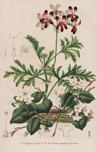 Epigaea repens - Geranium quinquevulnerum - Geranie Pelargonie Mayflower / flower Blume flowers Blumen / Pflan