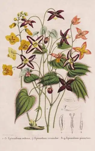 Epimedium rubrun - Epimedium versicolor - Epimedium pinnatum - Red Barrenwort / flower Blume flowers Blumen /