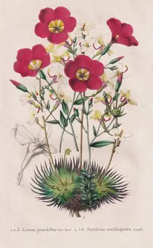Linum grandiflora - Stylidium saxifragoides - Linum grandiflorum Rote Lein Prachtlein / Africa Afrika / Austra